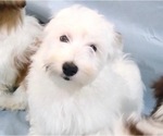 Small Photo #9 Havanese Puppy For Sale in FENTON, MO, USA