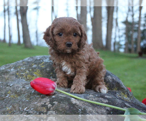 Cavapoo Puppy for sale in MILLERSBURG, OH, USA
