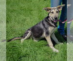 Small #1 Collie-German Shepherd Dog Mix