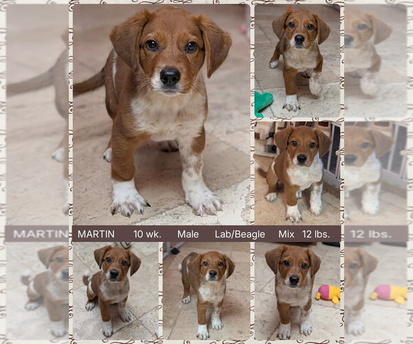 Medium Photo #1 Labrador Retriever-Unknown Mix Puppy For Sale in Mesa, AZ, USA