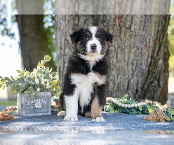 Medium Photo #2 Australian Shepherd Puppy For Sale in CHRISTIANA, PA, USA