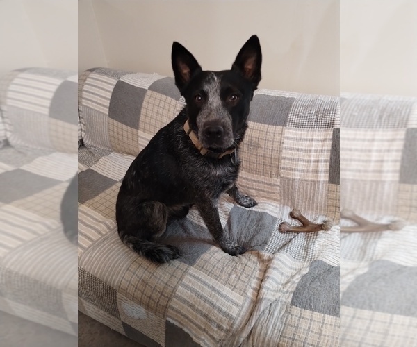 Medium Photo #1 Texas Heeler Puppy For Sale in LAURENS, SC, USA