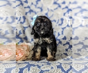 Cavapoo Puppy for sale in NOTTINGHAM, PA, USA