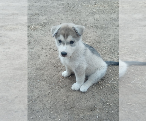 Medium Photo #4 Siberian Husky-Timber Wolf Mix Puppy For Sale in FRESNO, CA, USA