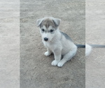 Small Photo #4 Siberian Husky-Timber Wolf Mix Puppy For Sale in FRESNO, CA, USA