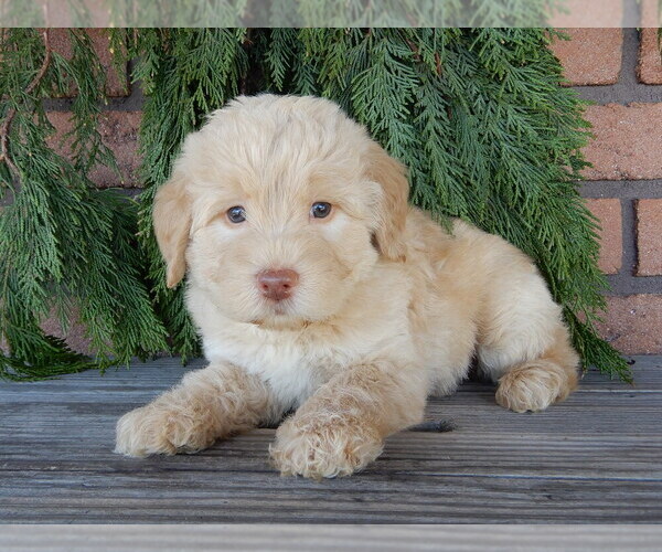Medium Photo #3 Labradoodle Puppy For Sale in MILLERSBURG, OH, USA