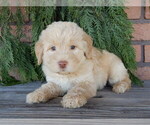 Small #2 Labradoodle