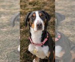 Small Greater Swiss Mountain Dog