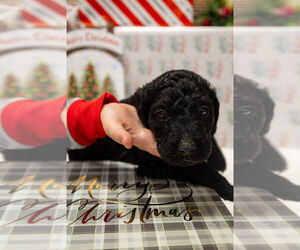 Medium Labradoodle mix (+ Poodle Standard)