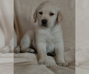 Labrador Retriever Puppy for sale in CALIENTE, CA, USA