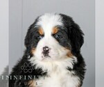 Small #4 Bernese Mountain Dog
