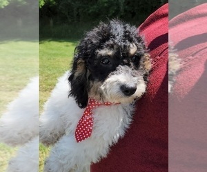 Cavalier King Charles Spaniel-Cavapoo Mix Puppy for sale in HAMPTON, VA, USA