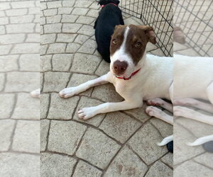Luka (TX) - Male Labrador Retriever-Unknown Mix Dog for Adoption - Photo #6