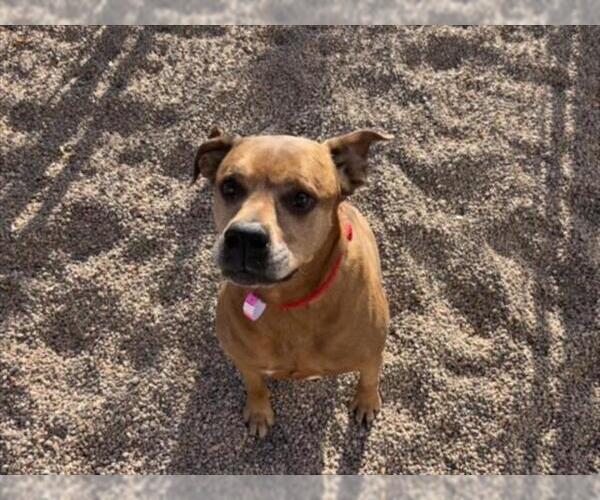 Medium Photo #3 Boxer-Unknown Mix Puppy For Sale in Fort Collins, CO, USA