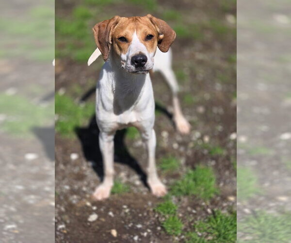 Medium Photo #1 Mutt Puppy For Sale in Crandall, GA, USA