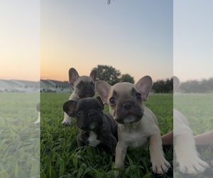 French Bulldog Litter for sale in MATOACA, VA, USA