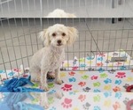 Small Poodle (Toy)
