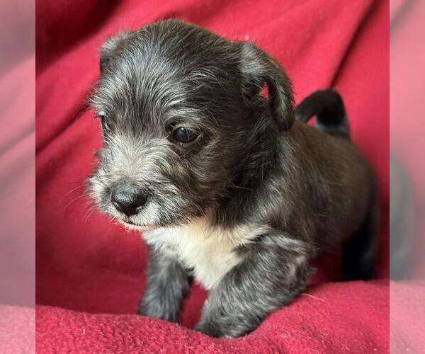 Medium Photo #2 Jack Russell Terrier-Unknown Mix Puppy For Sale in San Diego, CA, USA