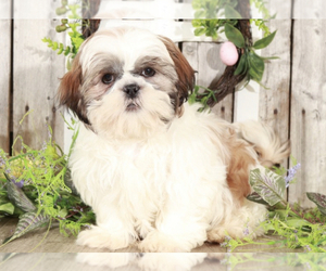 Shih Tzu Puppy for sale in MOUNT VERNON, OH, USA