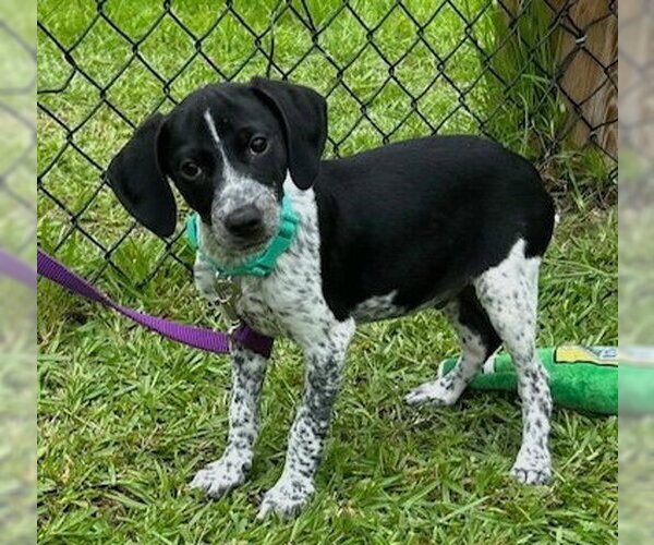 Medium Photo #1 Mutt Puppy For Sale in Tarrytown, GA, USA