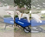 Small Photo #1 American Bulldog Puppy For Sale in BONAIRE, GA, USA