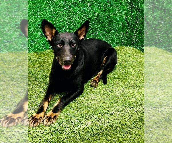 Medium Photo #10 German Shepherd Dog-Unknown Mix Puppy For Sale in Lake Forest, CA, USA