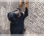 Small Photo #5 Rottweiler Puppy For Sale in KISSIMMEE, FL, USA