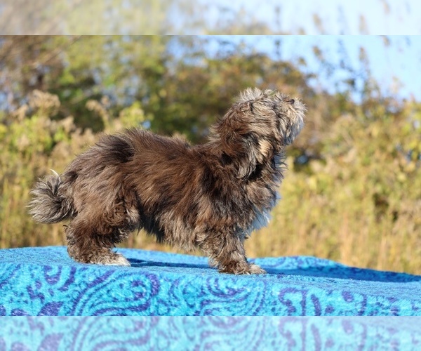 Medium Photo #25 ShihPoo Puppy For Sale in DYERSBURG, TN, USA