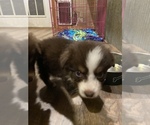 Small Photo #14 Australian Shepherd Puppy For Sale in EXETER, MO, USA