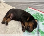 Small #10 Doberman Pinscher