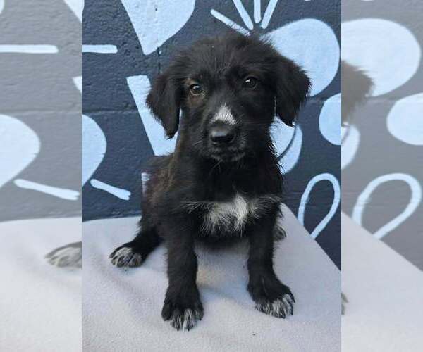 Medium Photo #1 Labrador Retriever-Unknown Mix Puppy For Sale in Brewster, NY, USA
