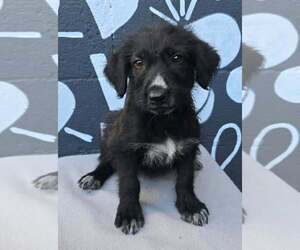 Labrador Retriever-Unknown Mix Dogs for adoption in Brewster, NY, USA