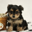 Small -Yorkshire Terrier Mix