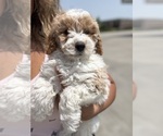 Small #3 Poodle (Toy)