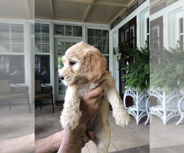 Medium Photo #4 Goldendoodle-Poodle (Miniature) Mix Puppy For Sale in ANDALUSIA, PA, USA