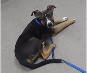 German Shepherd Dog-Unknown Mix Dogs for adoption in San Francisco, CA, USA