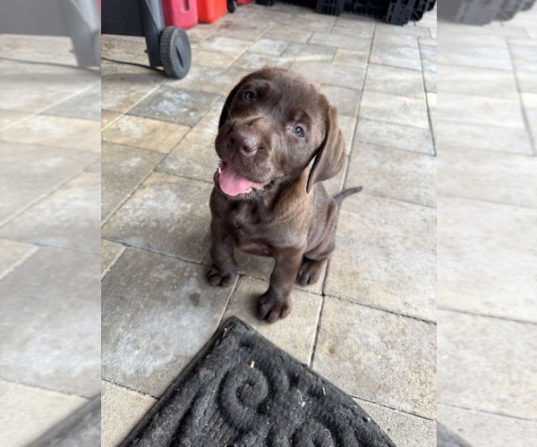 Medium Photo #1 Labrador Retriever Puppy For Sale in SEFFNER, FL, USA
