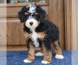 Bernedoodle (Miniature) Puppy for sale in NARVON, PA, USA