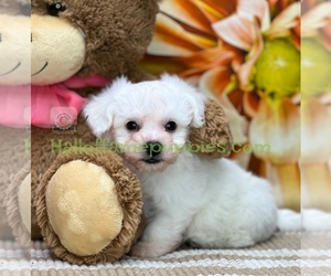 Bichon Frise Puppy for sale in LOUDONVILLE, OH, USA