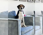 Small #2 Treeing Walker Coonhound Mix