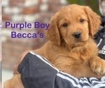 Puppy Purple Collar Golden Retriever
