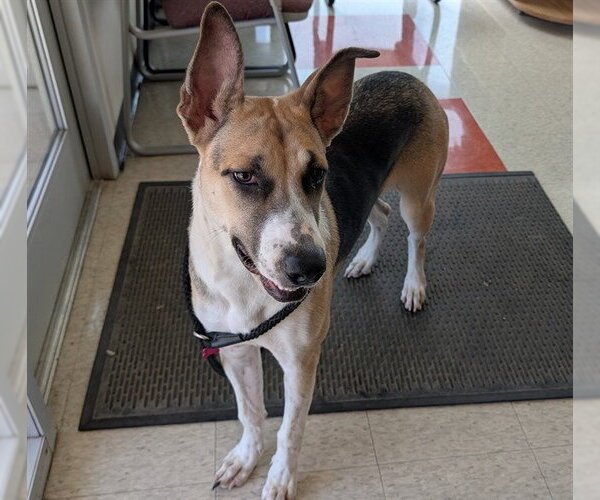 Medium Photo #1 Great Dane-Unknown Mix Puppy For Sale in Plano, TX, USA