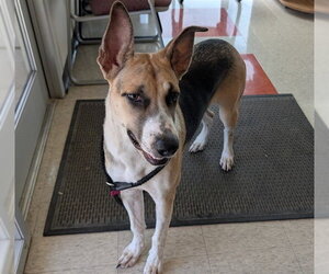 Great Dane-Unknown Mix Dogs for adoption in Plano, TX, USA