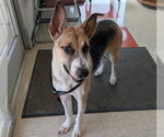Small Great Dane Mix