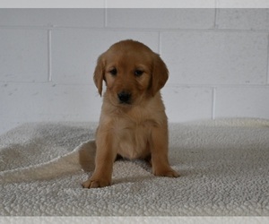 Golden Retriever Puppy for sale in MILLERSBURG, OH, USA