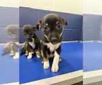 Small Photo #2 Chihuahua-Unknown Mix Puppy For Sale in Sterling, MA, USA