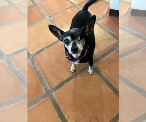 Chihuahua-Unknown Mix Dogs for adoption in Phoenix, AZ, USA
