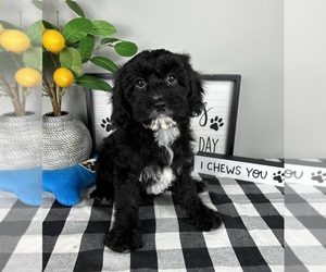 Cavapoo Puppy for sale in FRANKLIN, IN, USA