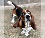 Small #4 Basset Hound