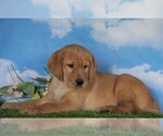 Small Photo #2 Labrador Retriever Puppy For Sale in FREDERICKSBG, OH, USA